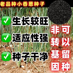 老品种小香葱籽小香葱种子阳台室内盆栽葱种子耐寒蔬菜种子家庭菜