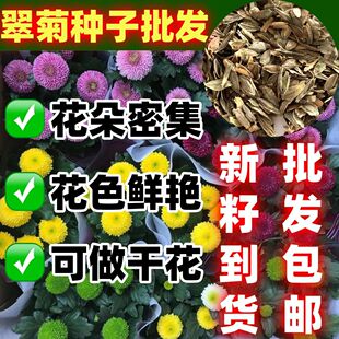 四季种植翠菊种子重瓣阳台庭院盆栽易活花草花卉菊花种子