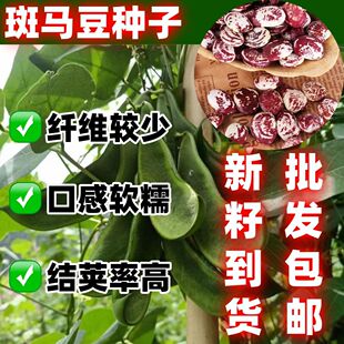 简单易种豆种子包邮云南大红腰豆种子皇帝豆种大粒斑马豆种子