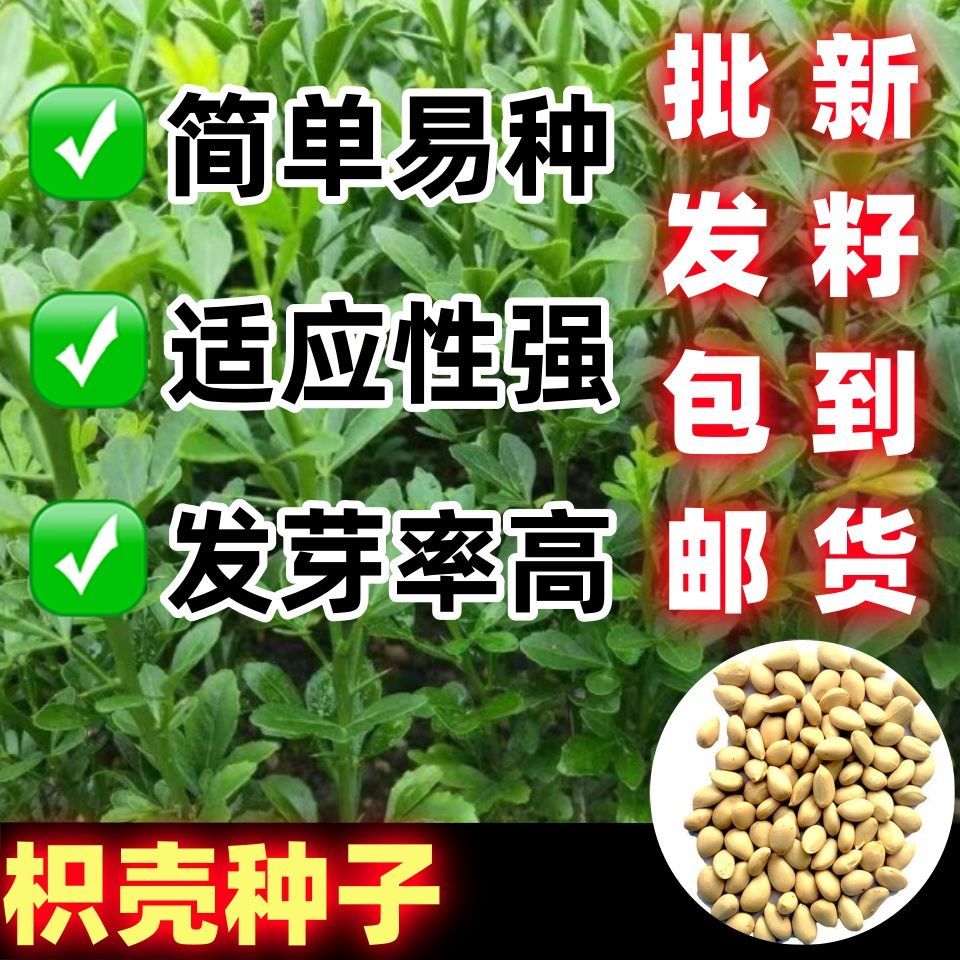 山东枸橘苗枳壳苗嫁接砧