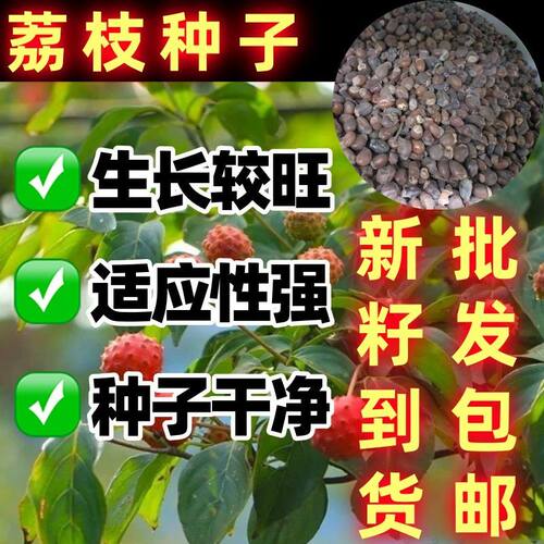 荔枝种子果树林木种籽四