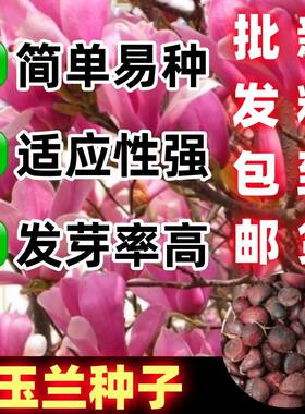 紫玉兰种子高钙红菊苣软