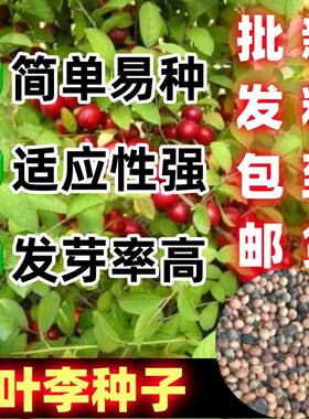 新采林木种子红叶李紫稠