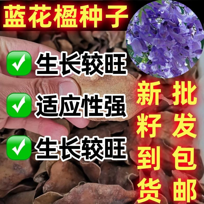 蓝花楹种子凤凰木树籽红