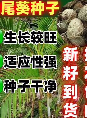 凤尾竹种子散尾葵黄椰籽