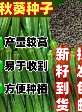 不易老水果秋葵种子可以生吃田园阳台可种不易老的水果黄色秋葵籽