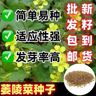 萎陵菜种籽尼泊尔委陵菜种子孑垂吊匍匐耐荫盆栽阳台庭院耐寒