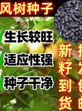 麻风树种子秋季观果桐油