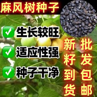 麻风树种子秋季观果桐油树能源树柴油树林木麻疯树种籽四季多年生