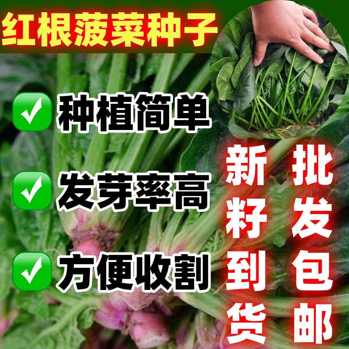 红根菠菜种子大叶散装杂