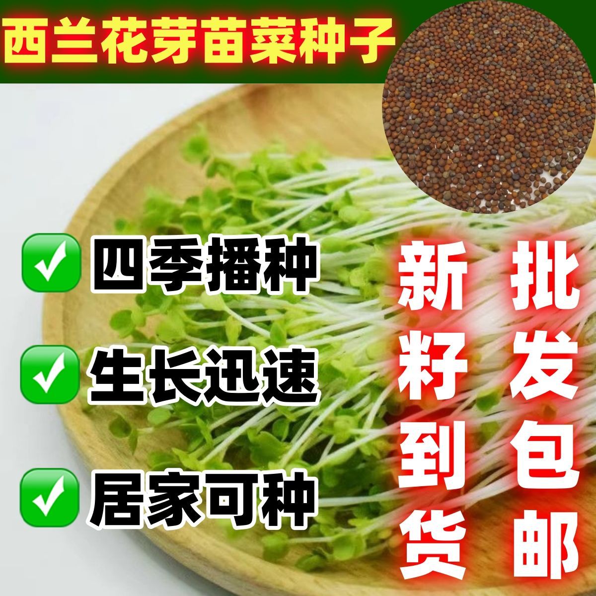 水培西兰花芽苗菜种子四