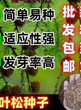落叶松种子森林更新的主