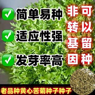 老品种苦苣种子苗细叶苦菊黄心苦菜耐冻耐寒农家四季蔬菜子种籽菜