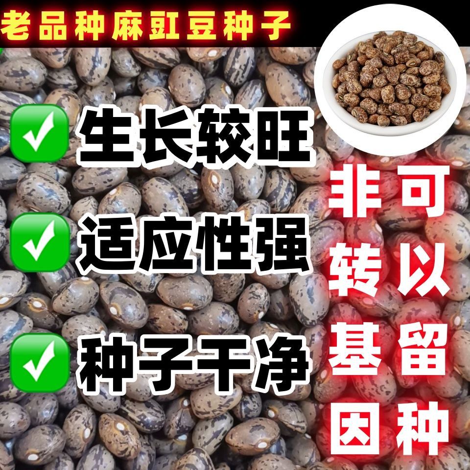 老品种麻豇豆种子农家自