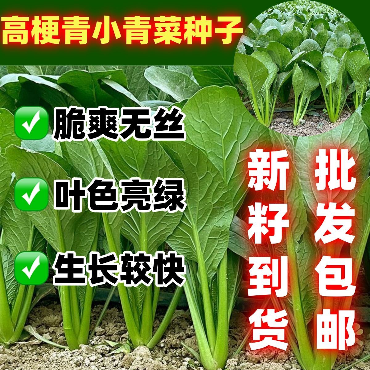 高梗青小青菜种籽子耐热