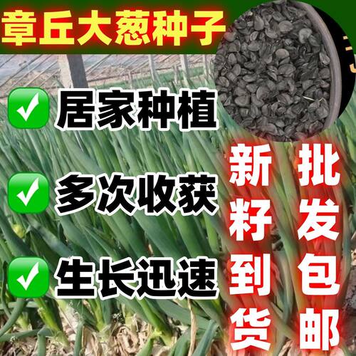 山东章丘大葱种子铁杆葱