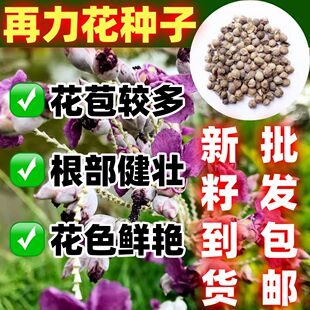 水生植物种子再力花种子池塘绿化湿地植物水竹芋种子水莲