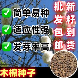 木棉树种子林木红花木棉花种籽攀枝花红棉树大乔木种子英雄树落叶