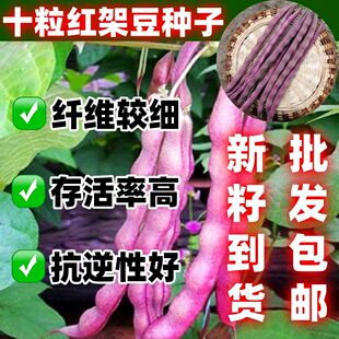 十粒红架豆简单易种豆角种子紫红芸豆角菜豆秋紫豆四季包邮