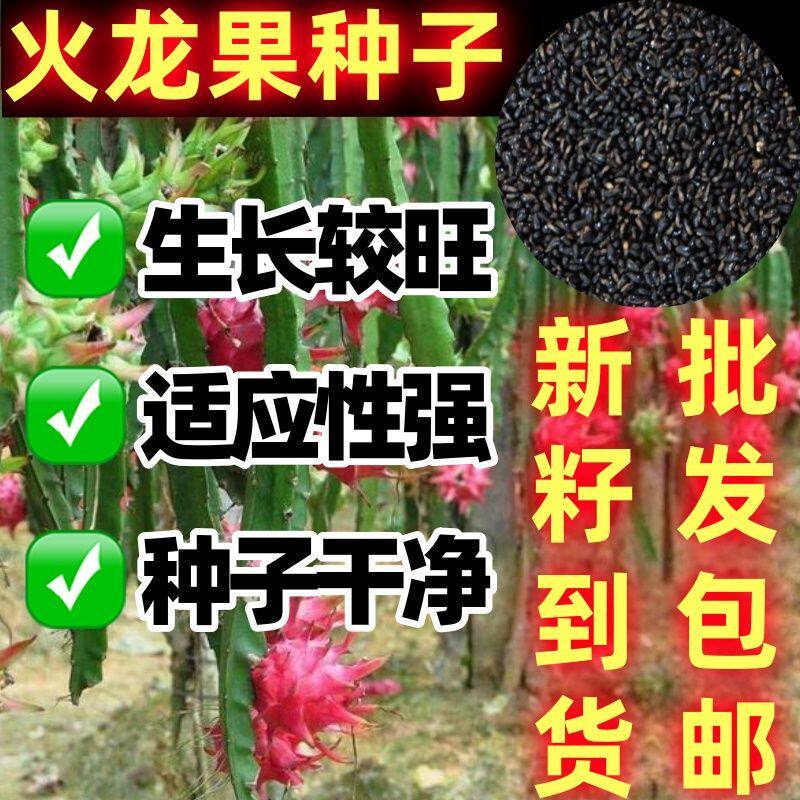 火龙果种子红皮红肉白肉黄皮自肉种籽四季播种庭院盆栽南方蔬果籽