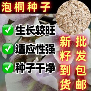 泡桐树种子轻型木质木材树木白花大果泡桐水桐树空桐木当年新采种