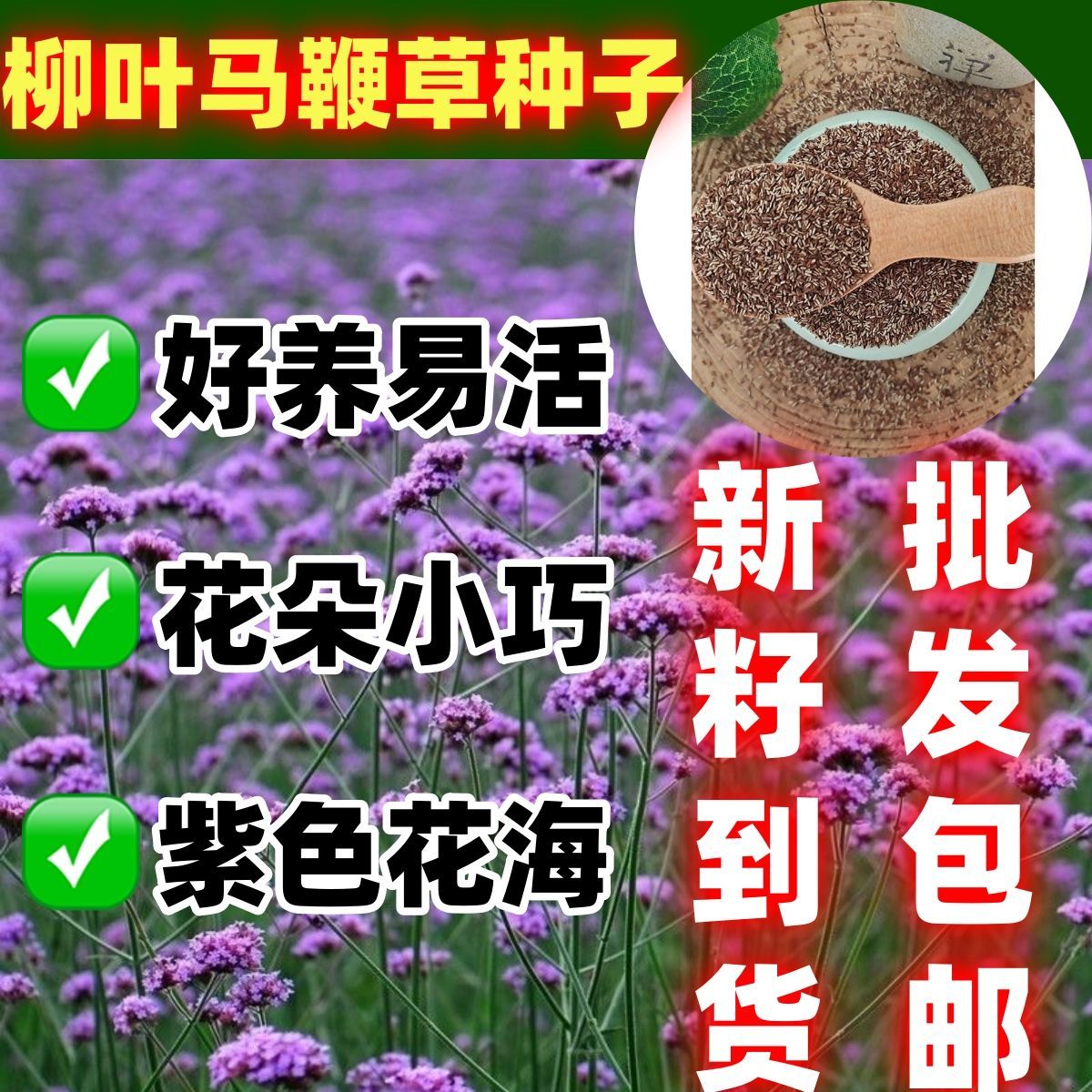 柳叶马鞭草种子燕尾草退图片