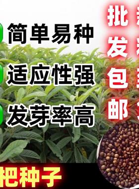 批杷树种子琵琶白玉枇芦