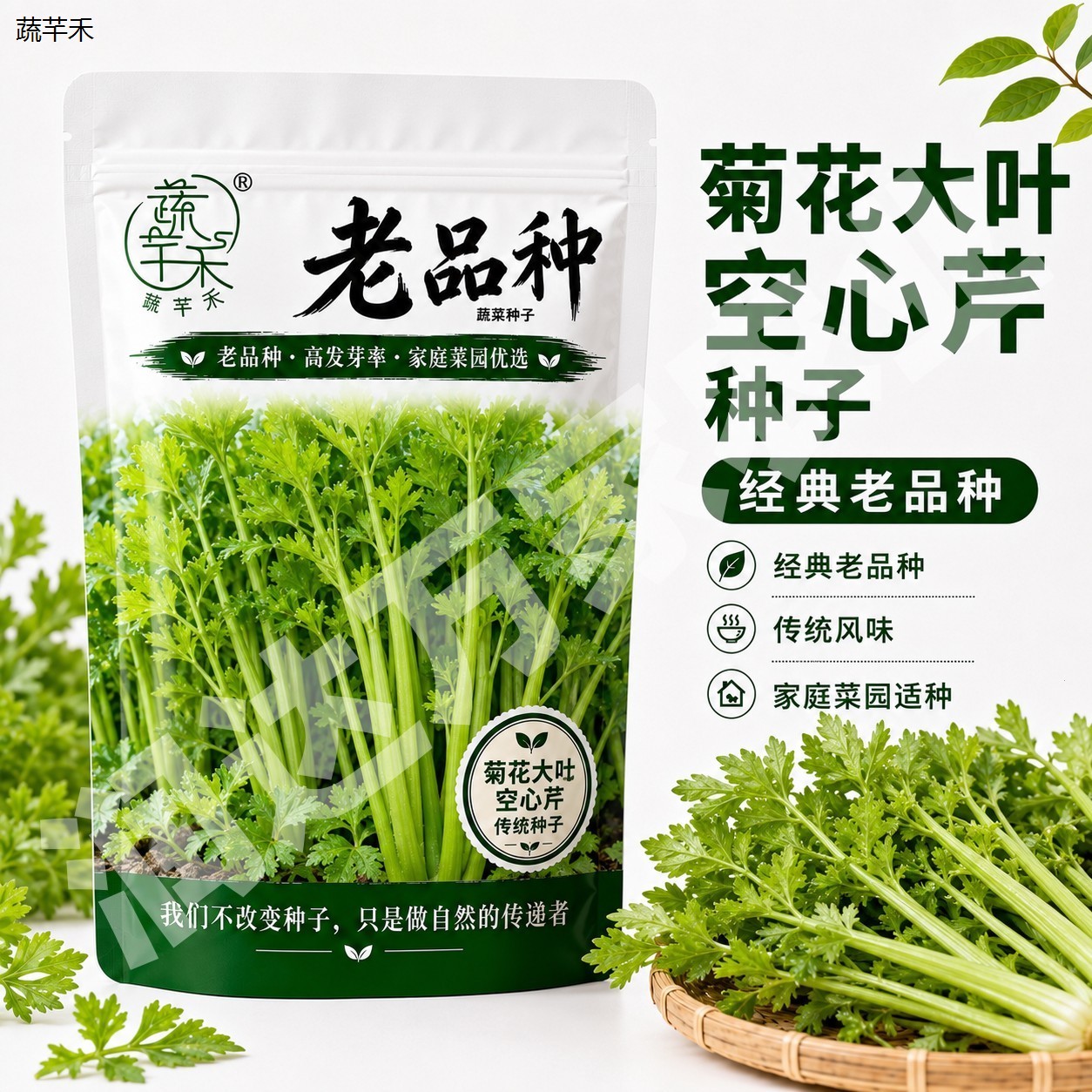 菊花叶芹老留种基蔬菜种图片