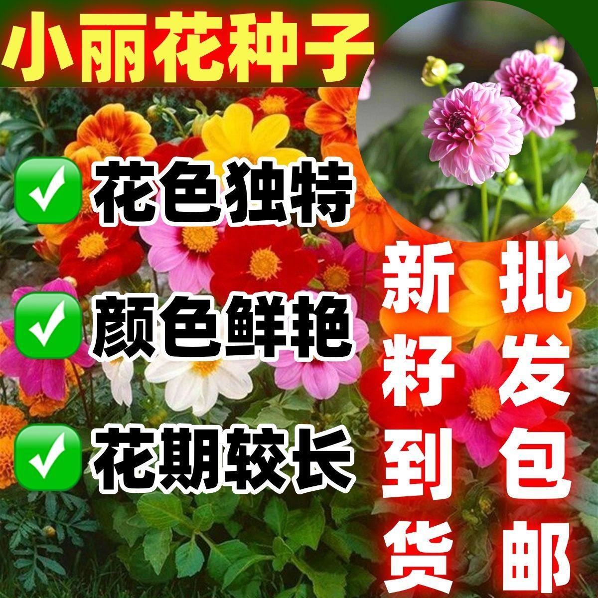 小丽花盆栽种子多年生包邮花种籽阳台庭院绿化四季易种花籽