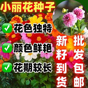 小丽花盆栽种子多年生包邮花种籽阳台庭院绿化四季易种花籽