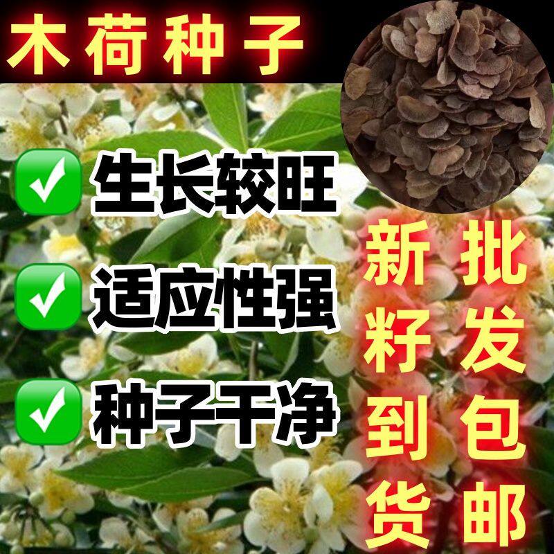 木荷种子树林多年生园林