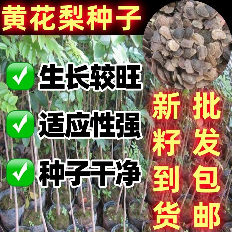 新采黄花梨种子四季正宗