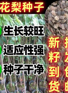 新采黄花梨种子四季正宗