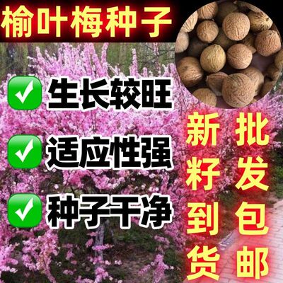 新采榆叶梅种子四季播种