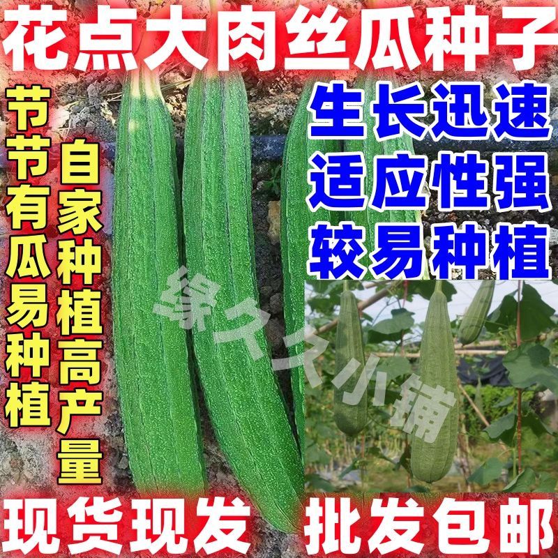 花点大肉丝瓜种子肉厚高产中早熟有棱大花点大田庭院菜园丝瓜种苗