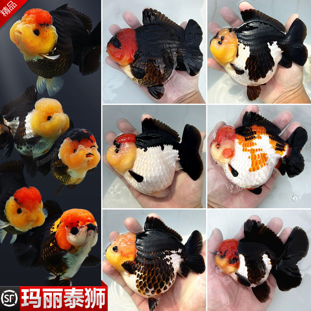 玛丽泰狮金鱼黑白三色观赏鱼