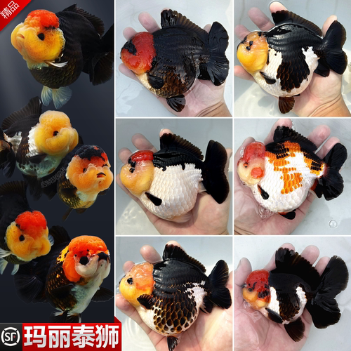 精品玛丽泰狮金鱼黑白三色熊猫淡水冷水耐活鱼苗观赏鱼短尾F1将军