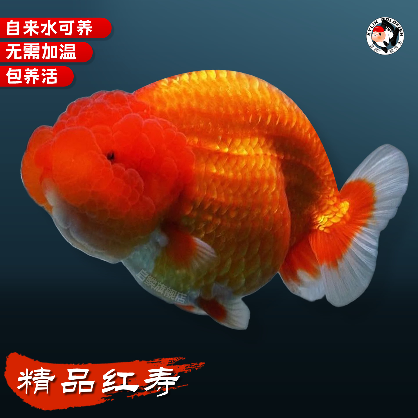 精品纯红兰寿金鱼活鱼观赏鱼淡水耐活好养活冷水特级潘氏小尾招财