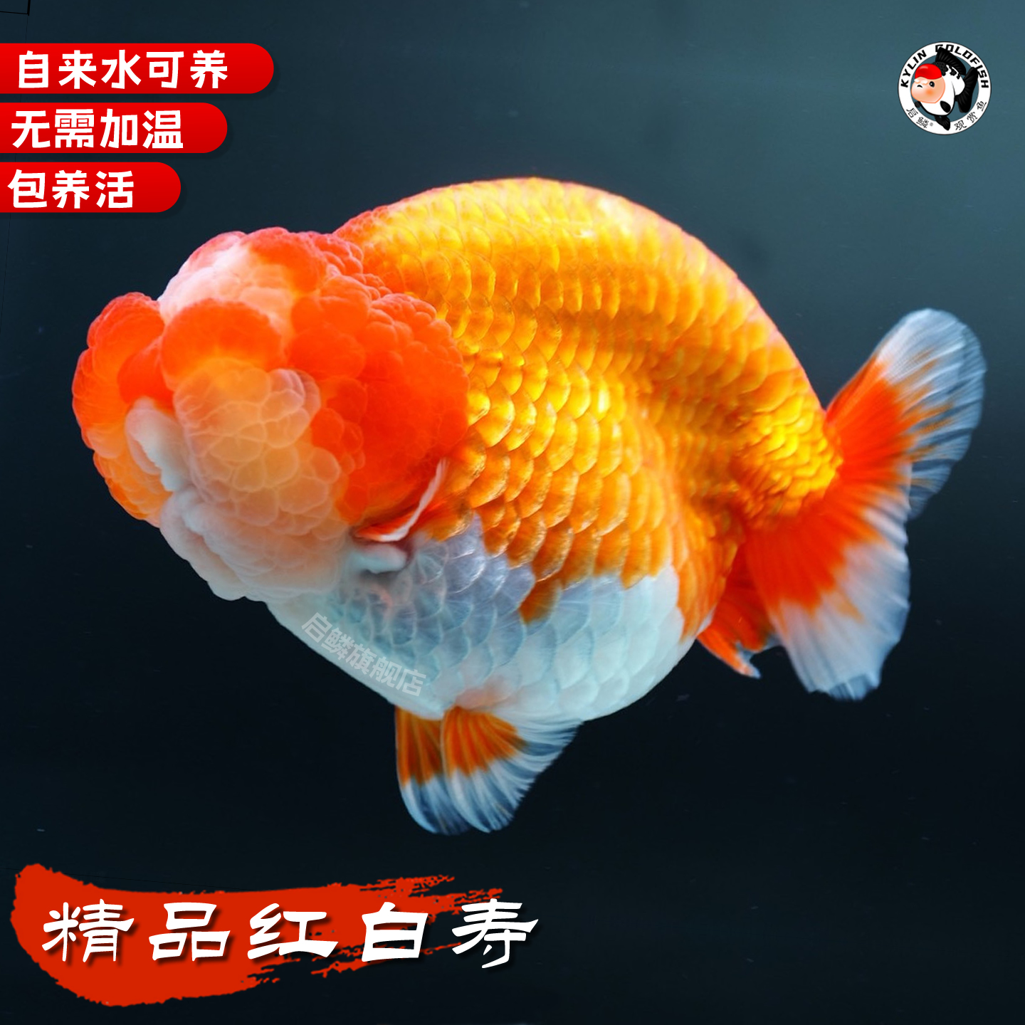 精品红白寿金鱼活鱼淡水冷水鱼场直销好养懒人耐活观赏鱼兰寿大头