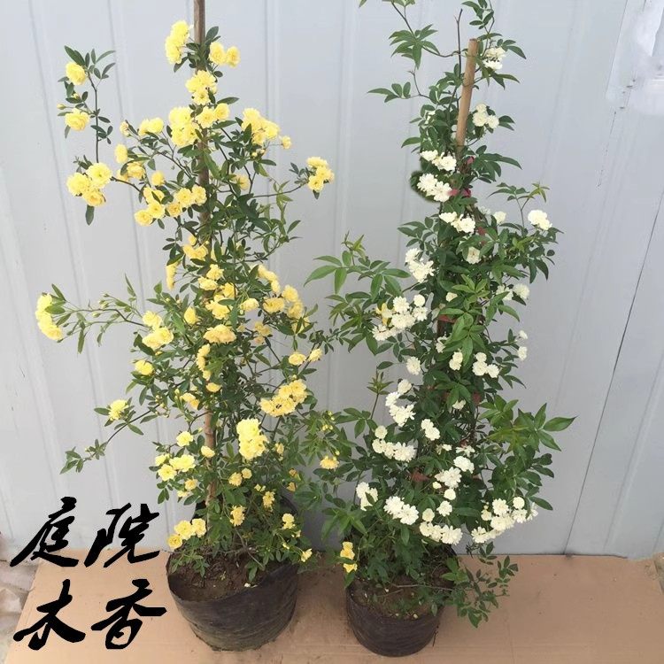 黄木香花苗爬藤植物红白木香树苗大苗室内庭院四季开花木香花盆栽,鲜花速递/花卉仿真/绿植园艺,月季/蔷薇/玫瑰,淘宝优惠券,粉丝福利购,淘宝优惠卷