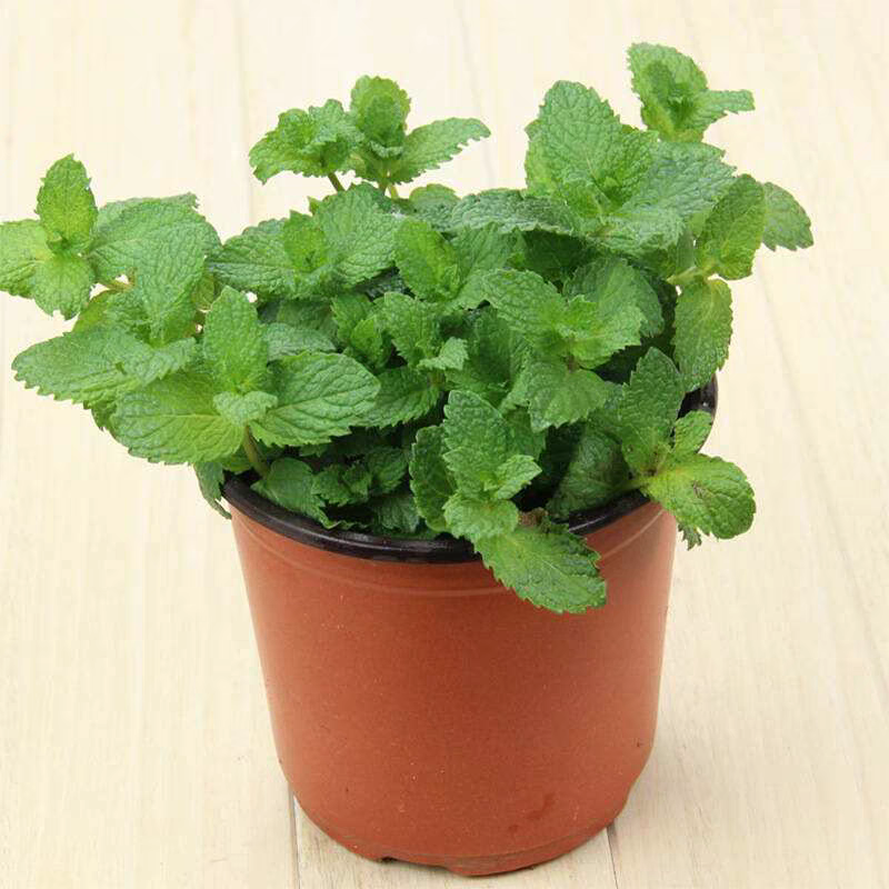 薄荷盆栽新鲜可食用薄荷苗驱蚊
