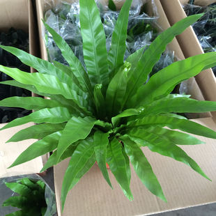室内绿植盆栽鸟巢蕨类花卉植物阔叶鸟巢蕨绿植墙盆栽