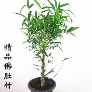 佛肚竹盆栽老桩罗汉竹观赏庭院四季常青植物办公室内客厅矮化盆景