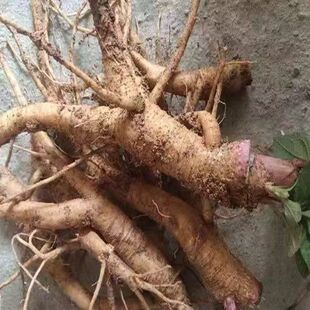云南新鲜本土商陆 见肿消 章柳根 白商陆 新鲜商陆根包邮500克