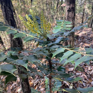 云南野外原生十大功劳叶土刺黄连根黄柏老鼠刺草药中药材新货无硫