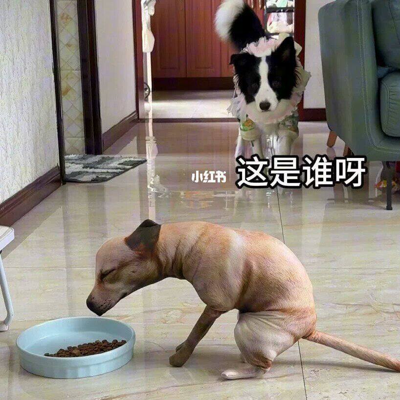 拉屎狗狗毛绒玩偶萌趣嗯嗯抱枕抽象恶搞公仔搞怪摆件整蛊送人礼物