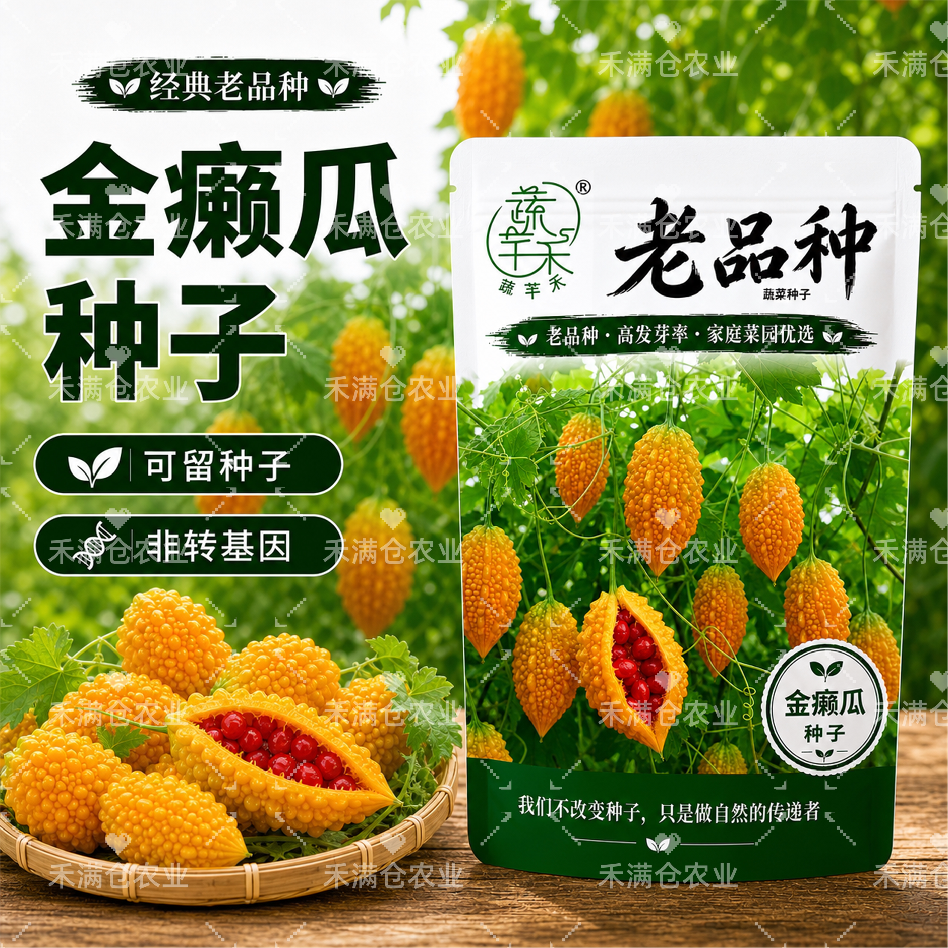 蔬芊禾老品种金癞瓜种子可留种子非转基因易种植金癞瓜种子