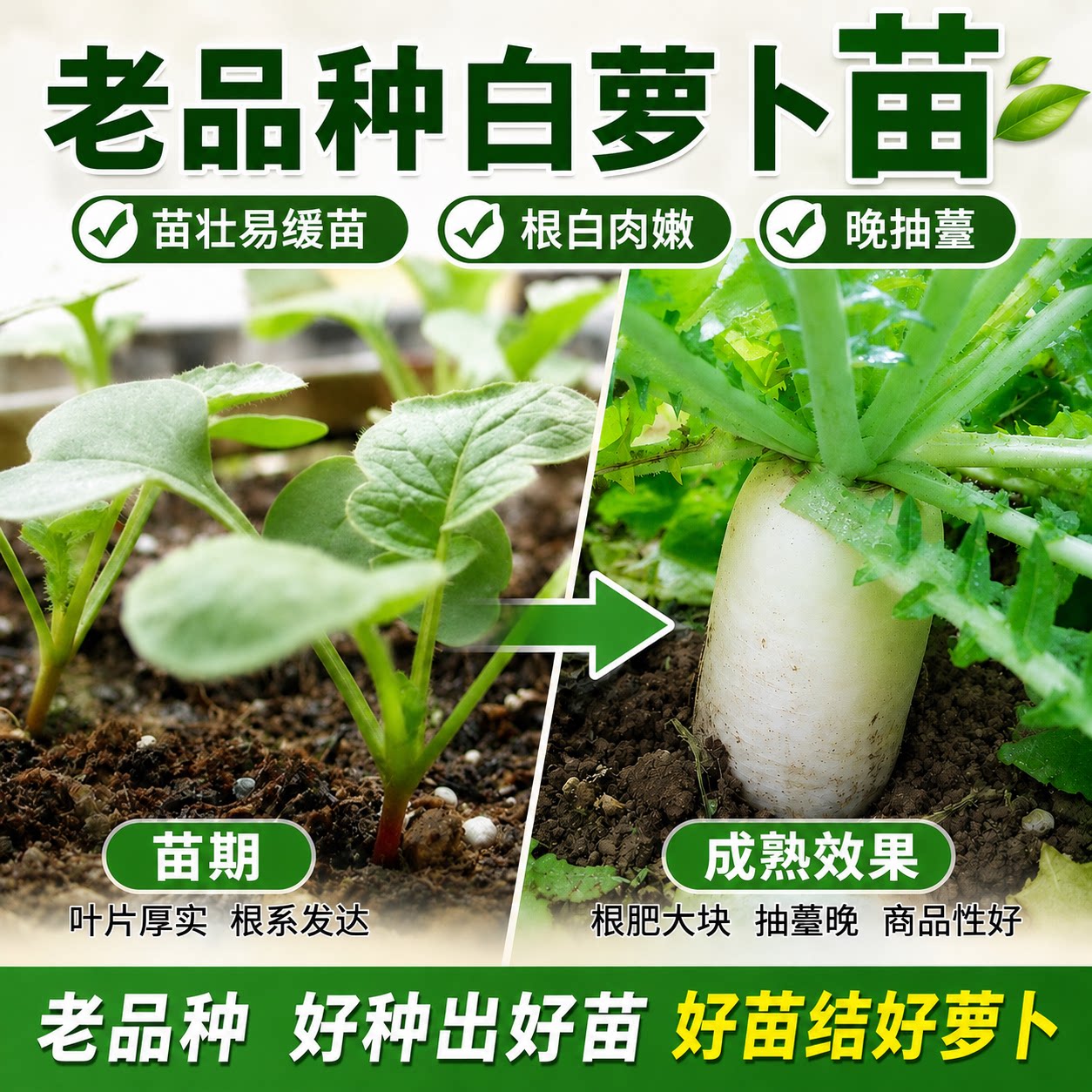 老品种白萝卜苗纤维少味甜脆嫩蔬菜苗盆栽地栽蔬菜苗根白肉嫩好吃