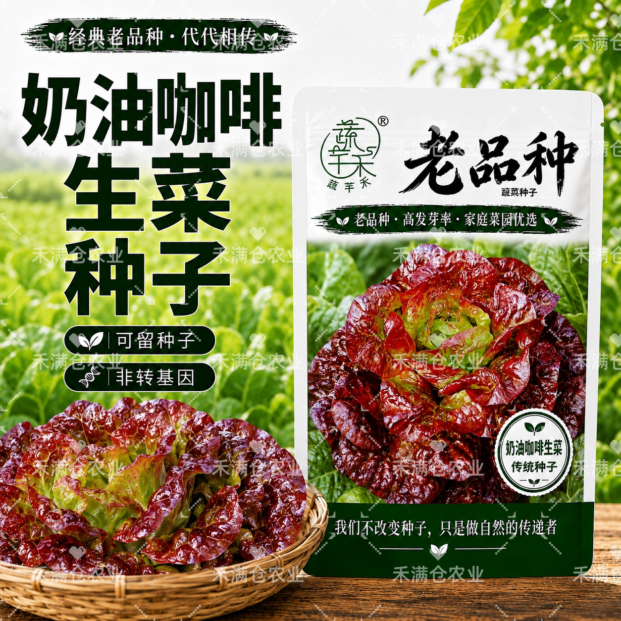 蔬芊禾老品种奶油咖啡菜种子可留种子非转基因易种植奶油咖啡菜