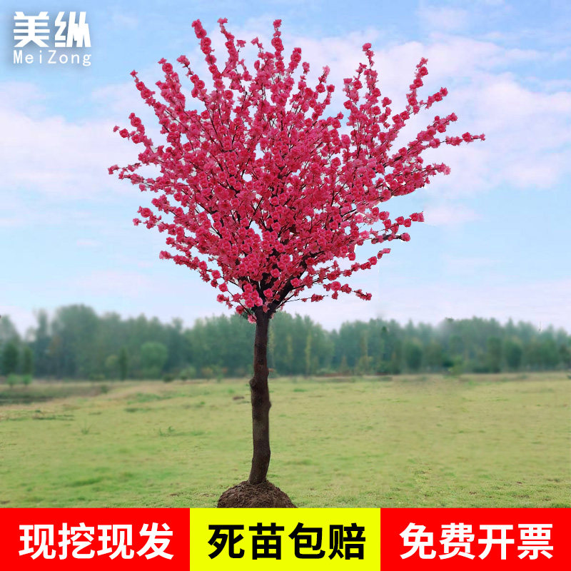 耐寒红梅花树苗地栽庭院浓香型四季花卉植物骨里红梅腊梅绿梅室外